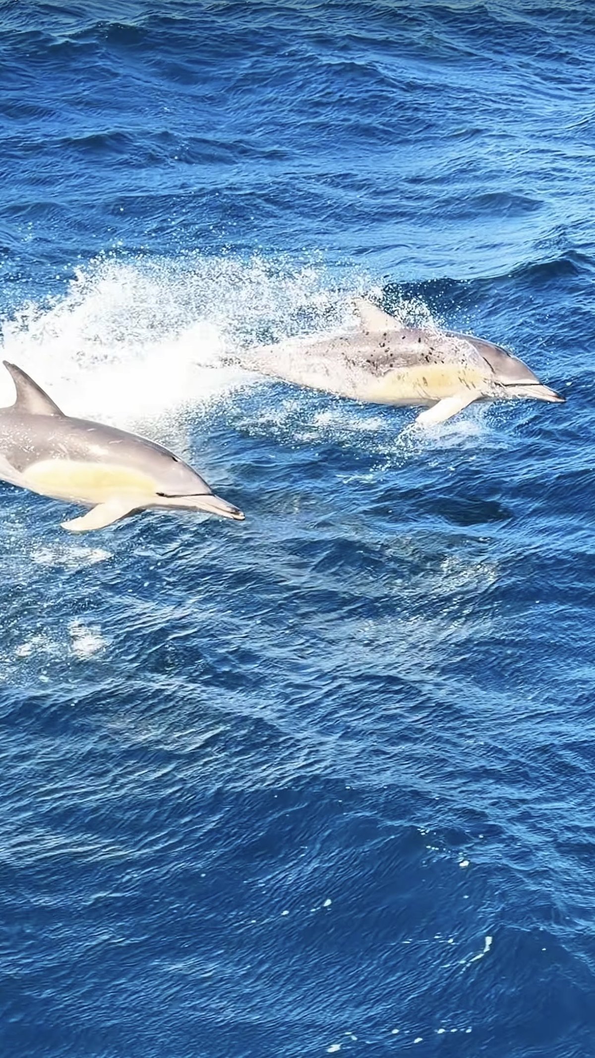 Delphine in Tasmanien