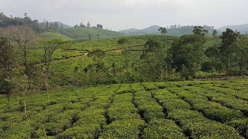 Hardy Mann Gewürzreisen Kerala Südindien Teeplantage